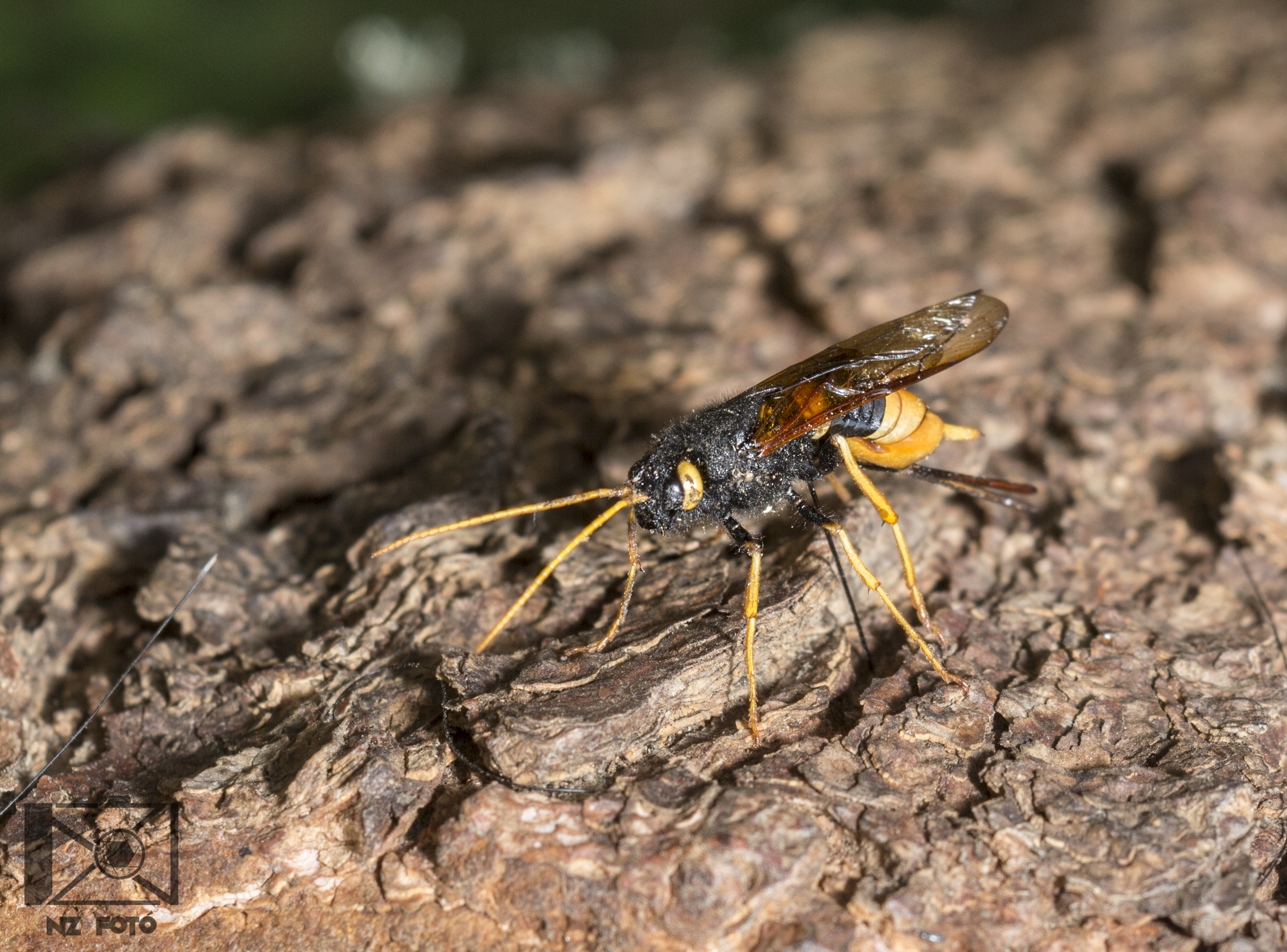 Urocerus gigas