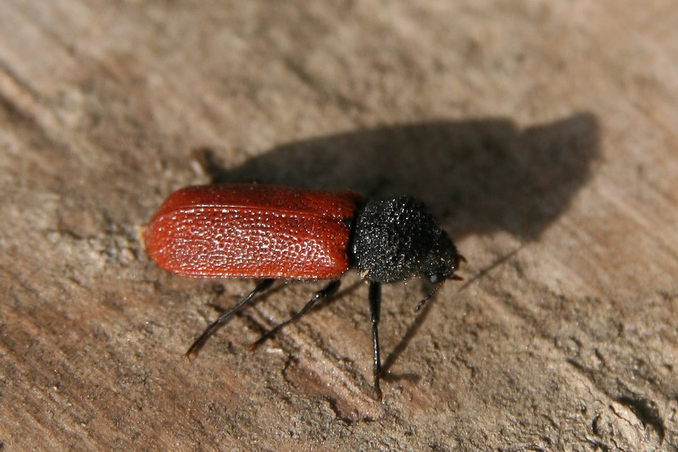 Bostrichus capucinus - piros csuklyásszú