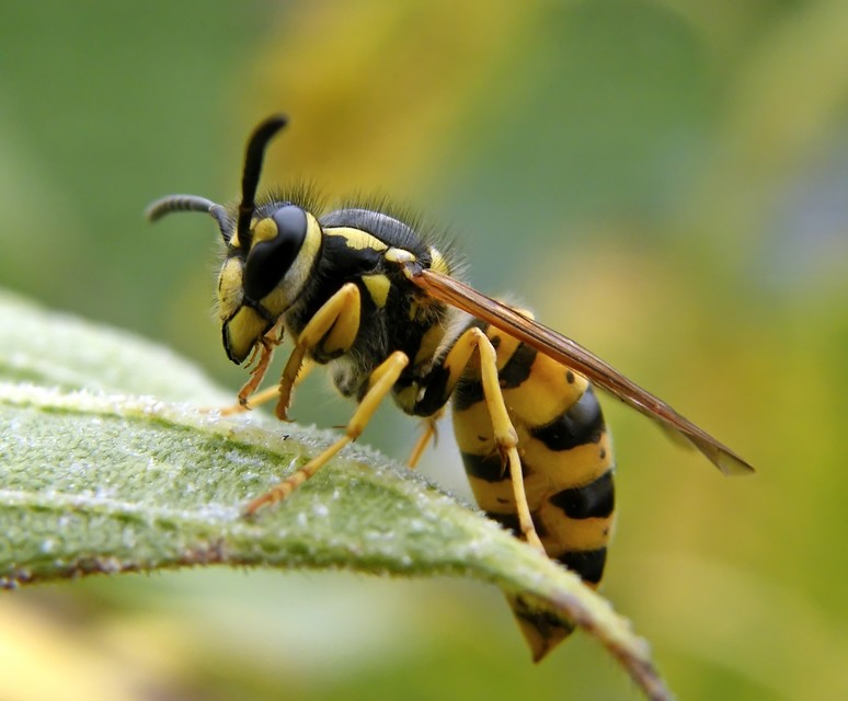 Vespula germanica - német darázs