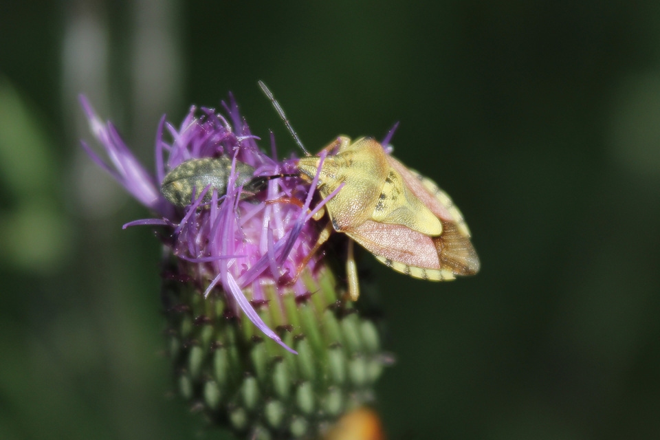 Carpocoris Carpocoris