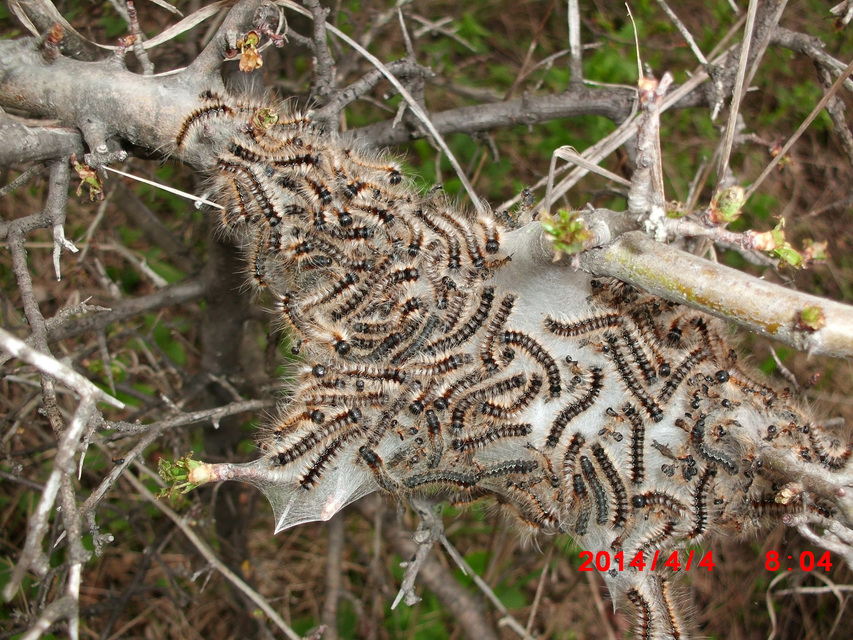 Eriogaster catax - sárga gyapjasszövő