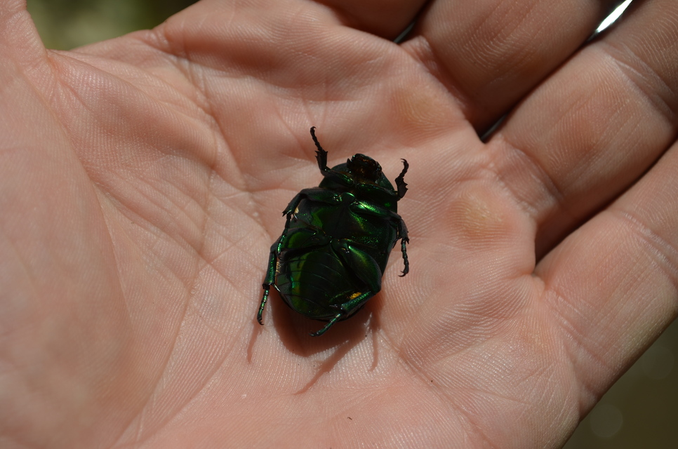 Protaetia speciosissima - pompás virágbogár