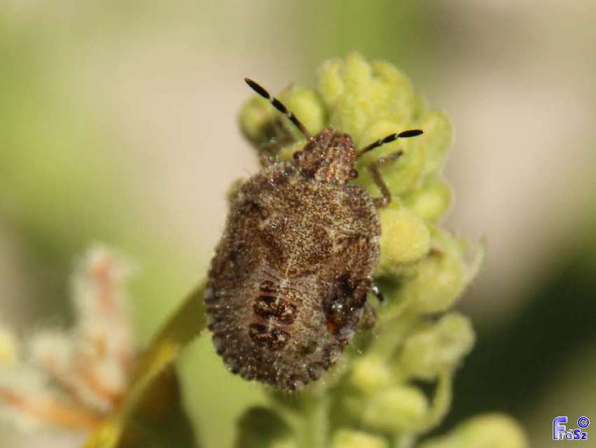 Dolycoris baccarum - közönséges bogyómászó-poloska Dolycoris baccarum - közönséges bogyómászó-poloska