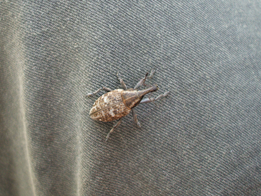 Lepyrus capucinus - pettyes fűzormányos