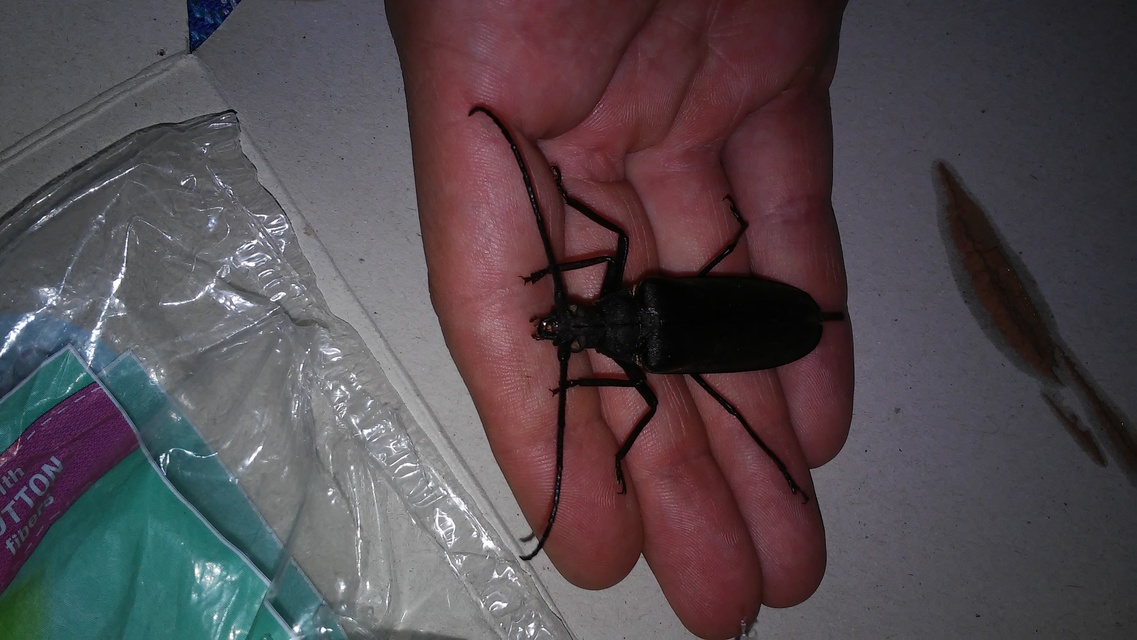 Aegosoma scabricorne - diófacincér