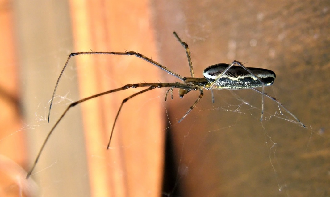 Tetragnatha