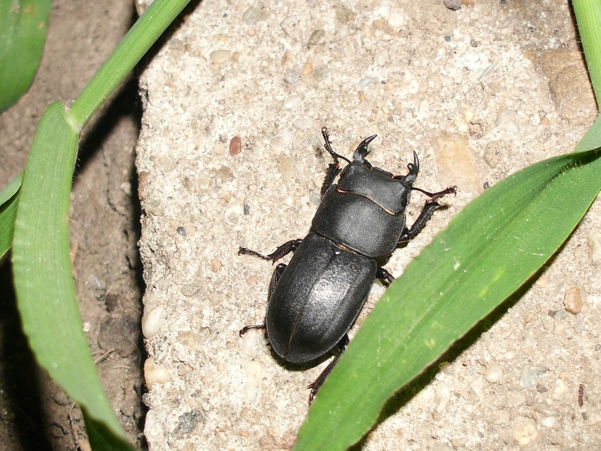 Dorcus parallelipipedus - kis szarvasbogár