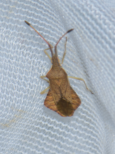 Syromastus rhombeus - vitorlás karimáspoloska