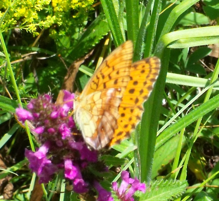 Brenthis daphne - málna-gyöngyházlepke Brenthis daphne - málna-gyöngyházlepke