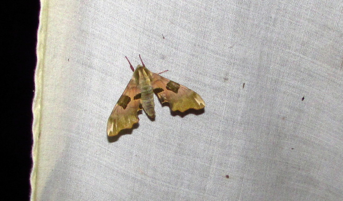 Mimas tiliae - hársfaszender