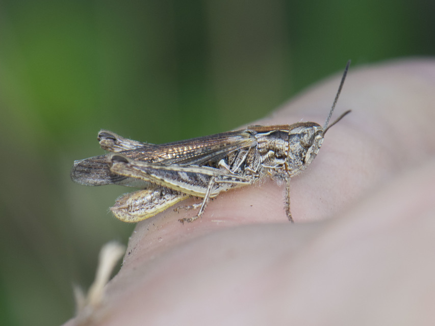 Chorthippus biguttulus - zengő tarlósáska