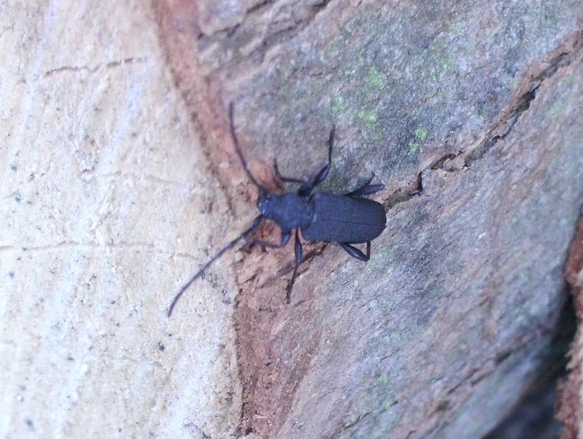 Ropalopus macropus - kis facincér Ropalopus macropus - kis facincér