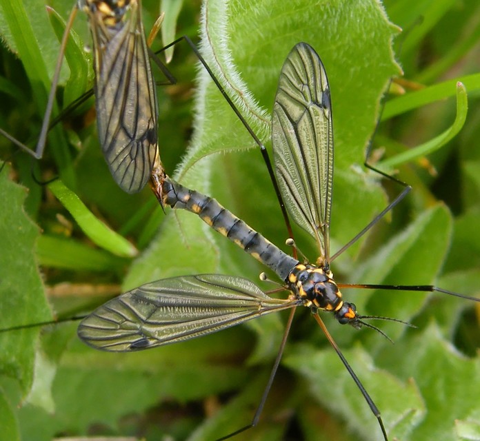 Nephrotoma pratensis