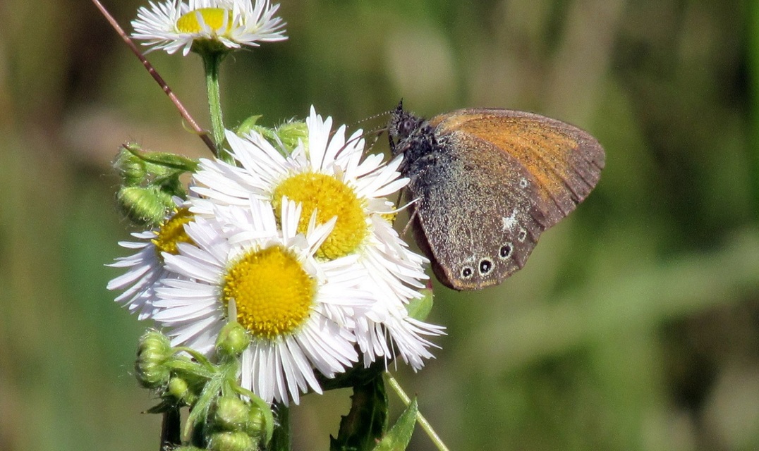 Coenonympha glycerion - közönséges szénalepke
