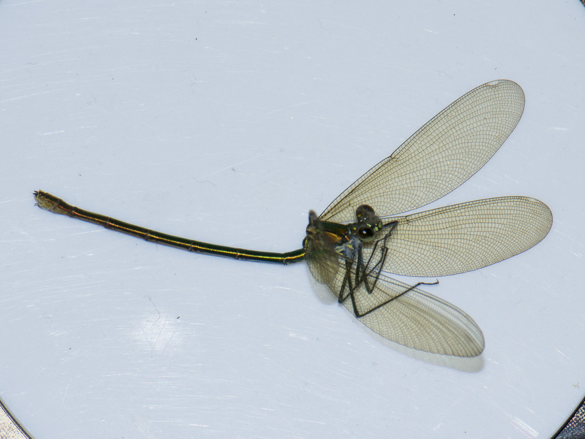 Calopteryx splendens - sávos szitakötő
