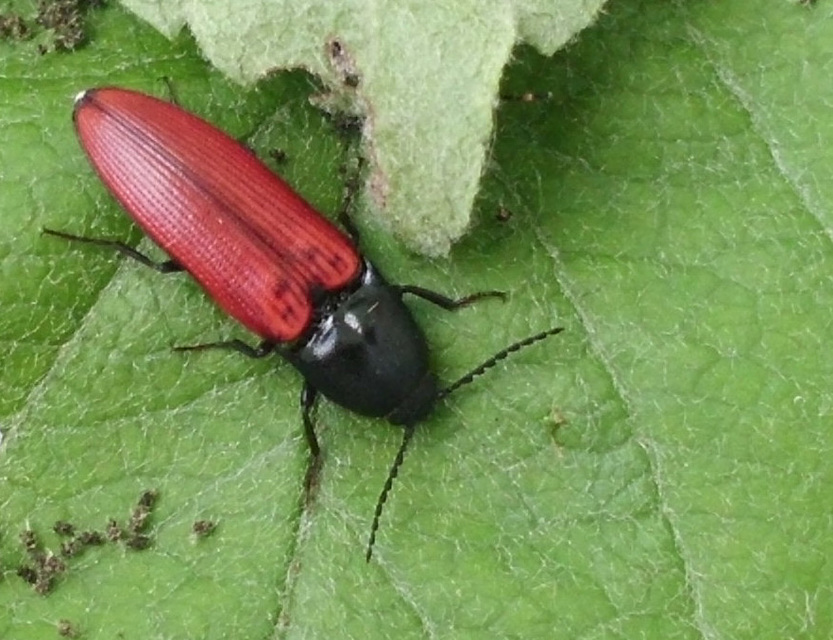 Ampedus