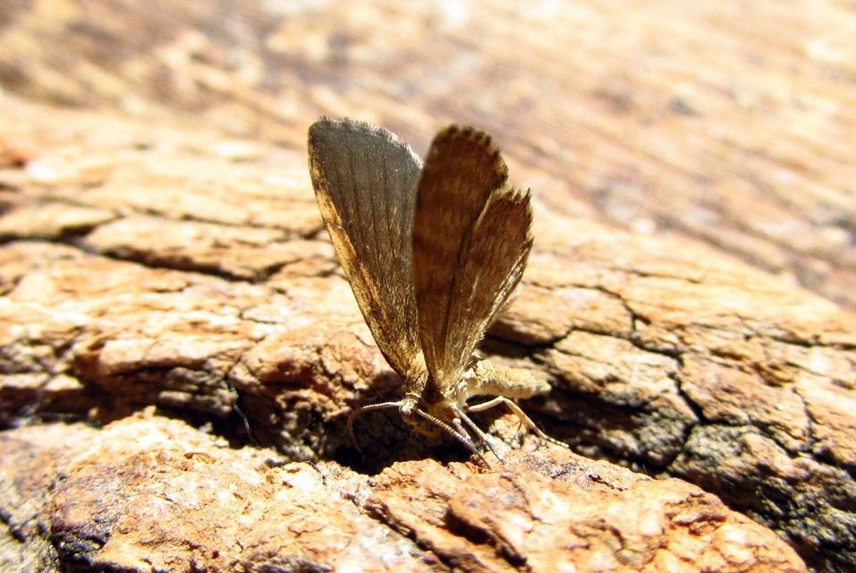 Euchoeca nebulata - barnás égeraraszoló