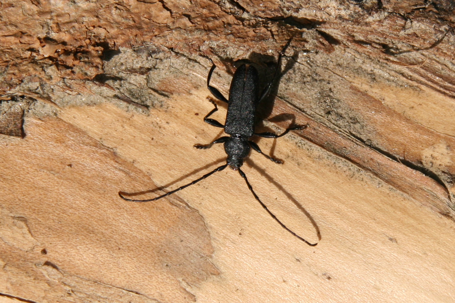 Ropalopus clavipes - feketelábú facincér