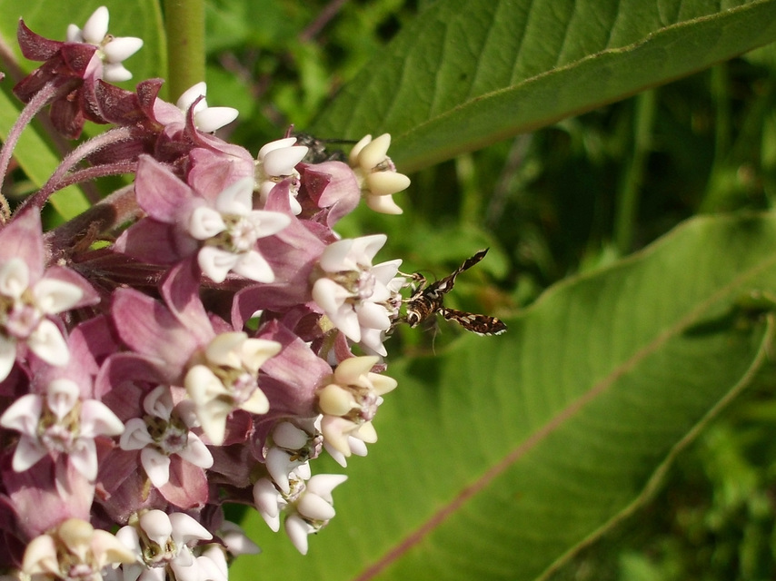 Thyris fenestrella - gyakori ablakosmoly