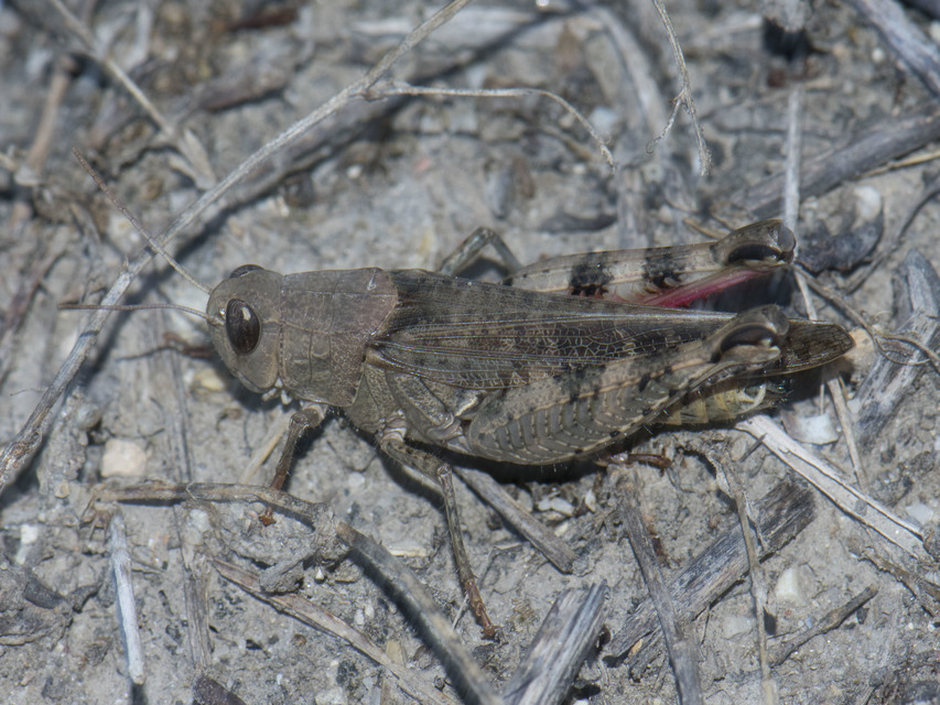 Calliptamus italicus - olaszsáska