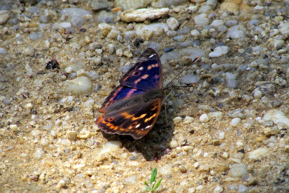 Apatura ilia - kis színjátszólepke