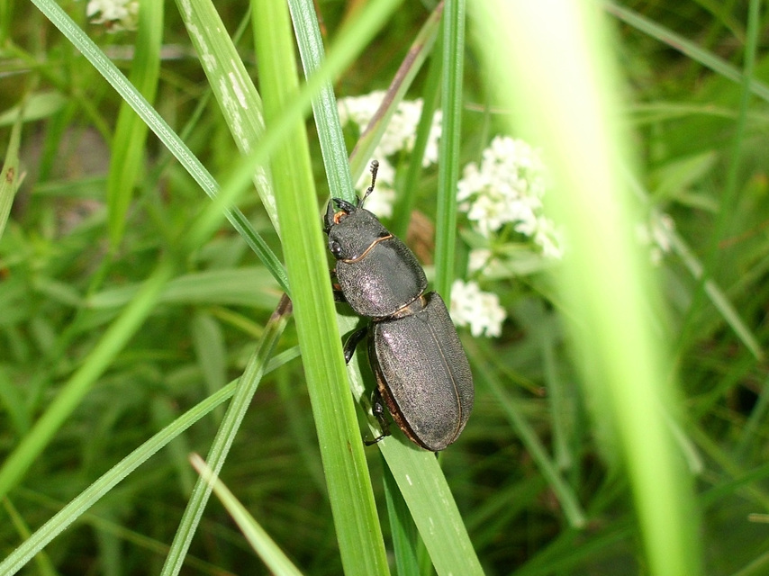 Dorcus parallelipipedus - kis szarvasbogár