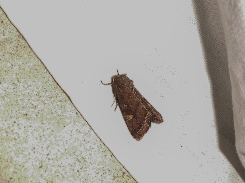 Lacanobia oleracea - saláta-kertibagoly