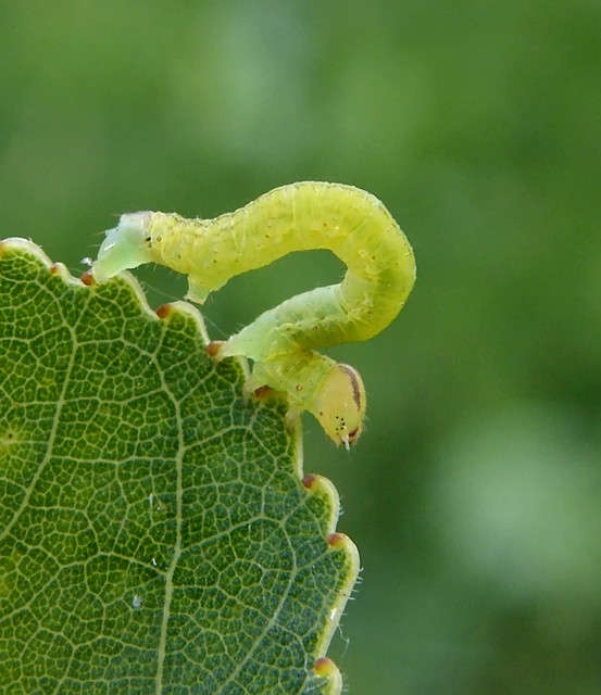 Lomaspilis marginata - szegélyes nyárfaaraszoló