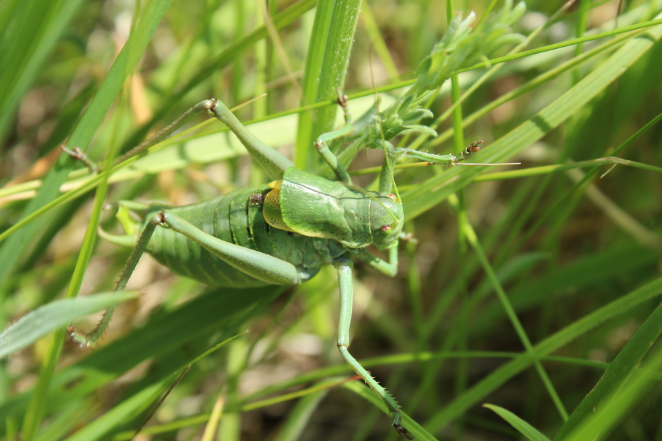 Polysarcus denticauda - fogasfarkú szöcske
