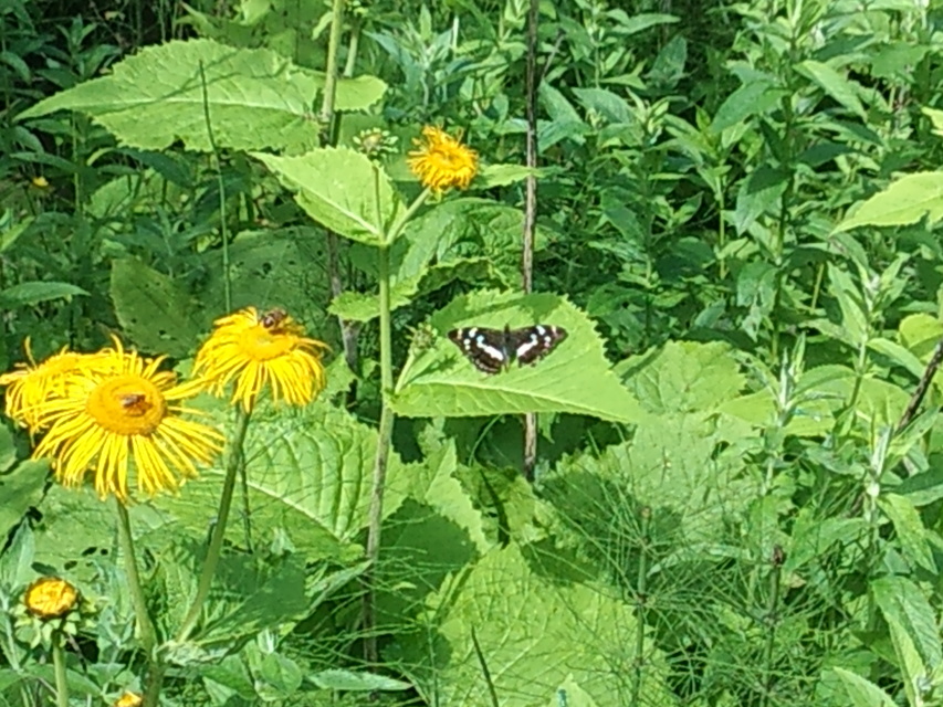 Apatura iris - nagy színjátszólepke