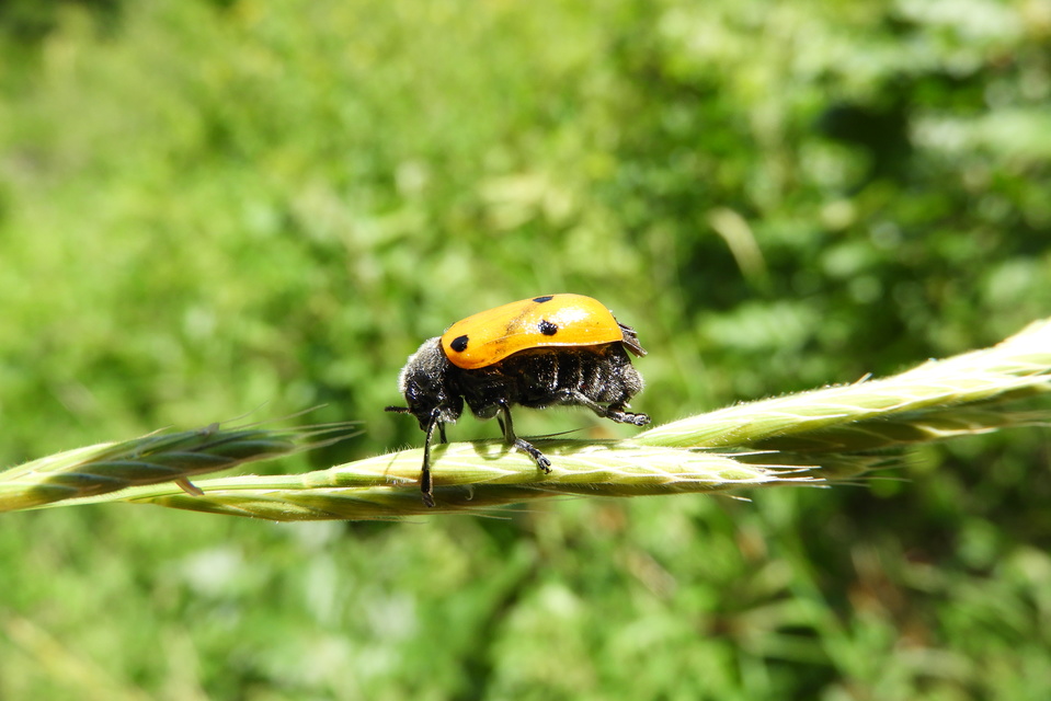 Lachnaia sexpunctata - szőrösnyakú zsákhordóbogár