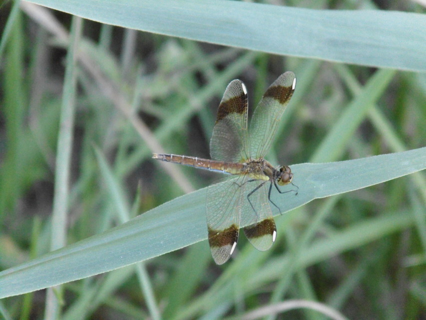 Sympetrum pedemontanum - szalagos katona-szitakötő