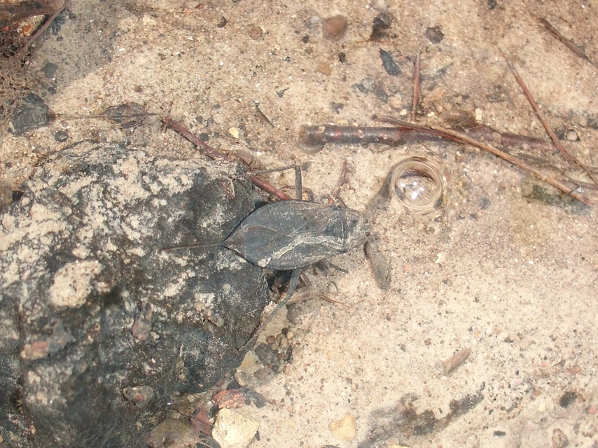 Nepa cinerea - víziskorpió