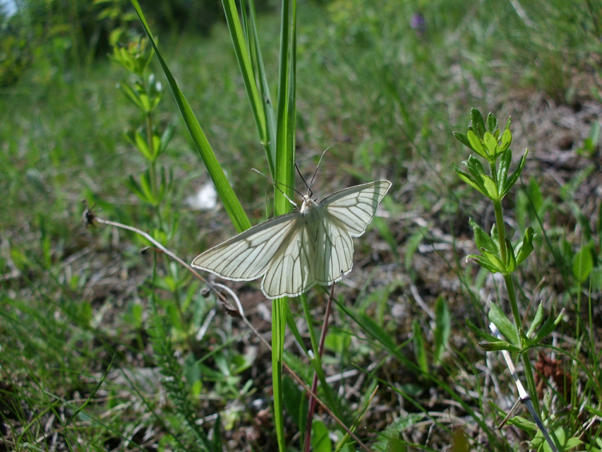 Siona lineata - vonalas fehéraraszoló
