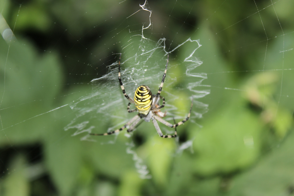 Argiope bruennichi - darázspók