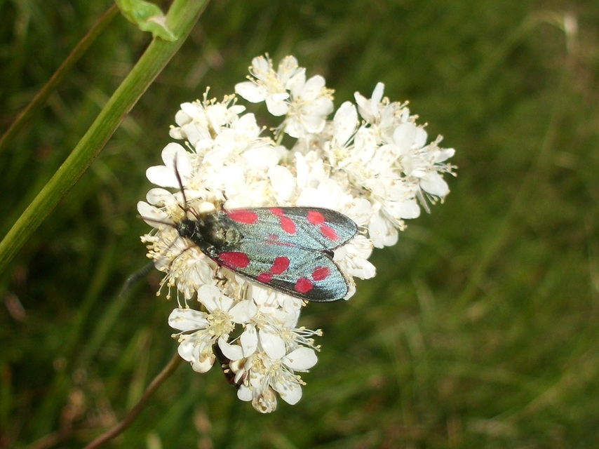 Zygaena filipendulae - acélszínű csüngőlepke