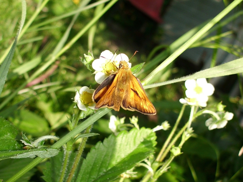 Ochlodes sylvanus - erdei busalepke