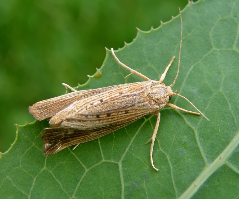 Orthotelia sparganella - békabuzogánymoly