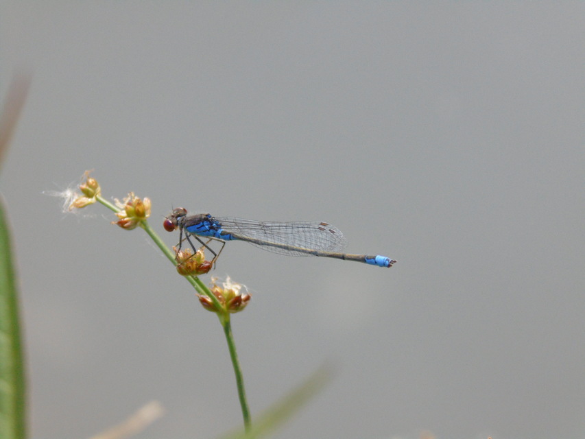 Erythromma viridulum - kis pirosszemű-légivadász