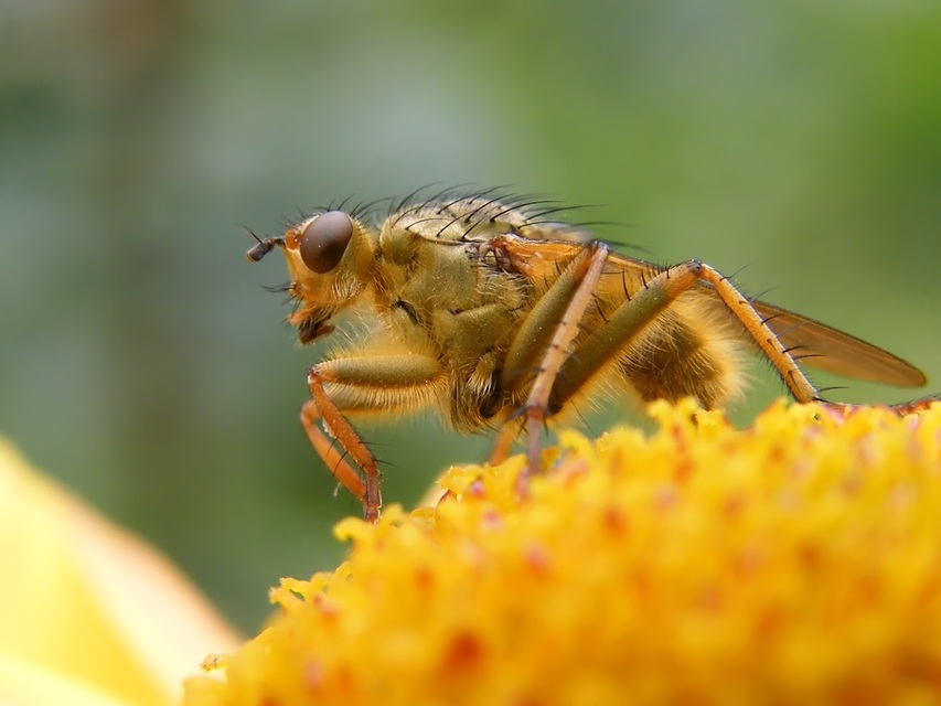 Scathophaga stercoraria - közönséges trágyalégy