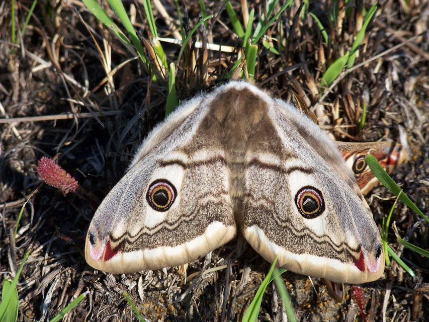 Saturnia pavoniella/pavonia