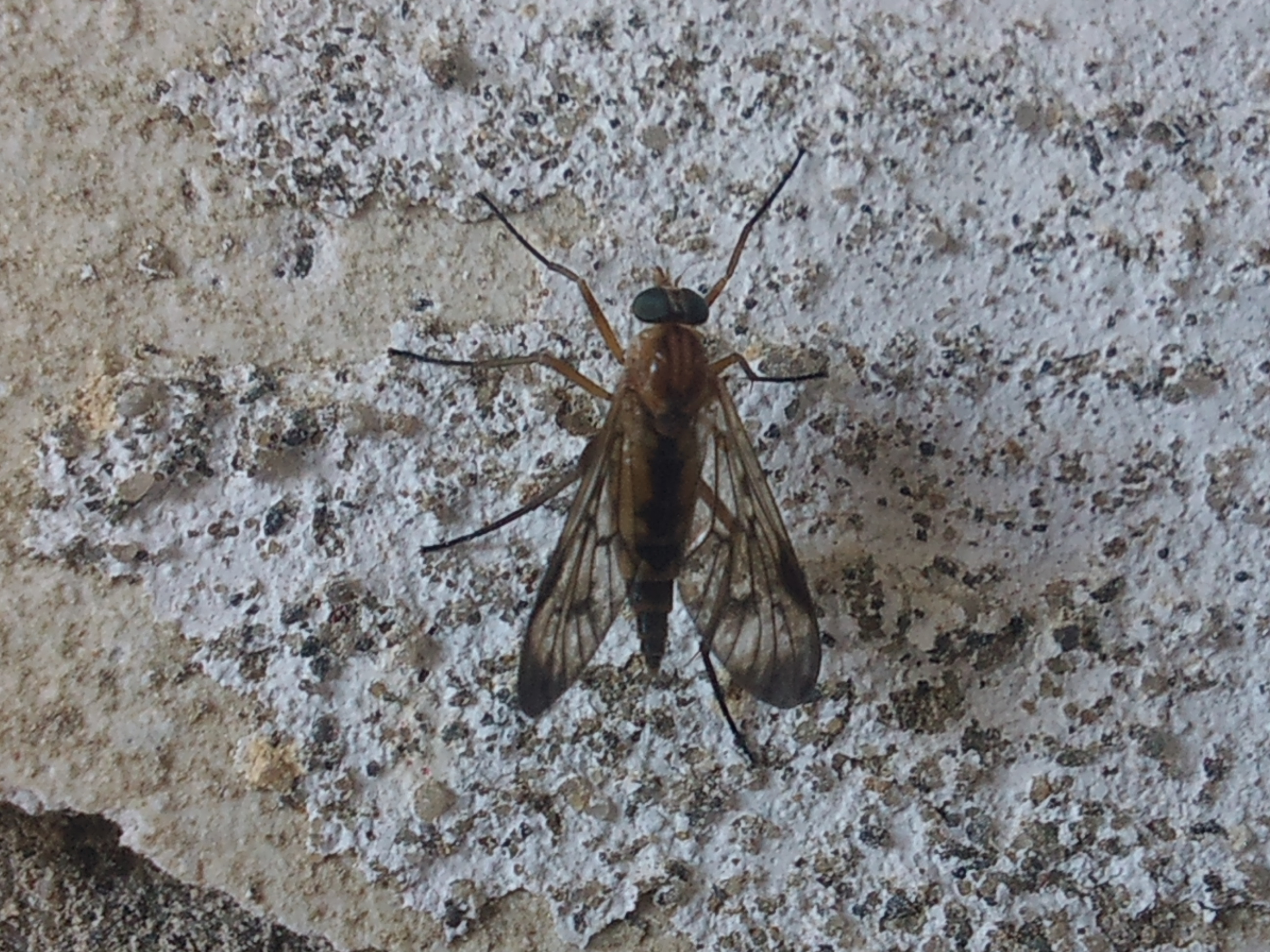 Rhagio strigosus - szárnyfoltos kószalégy