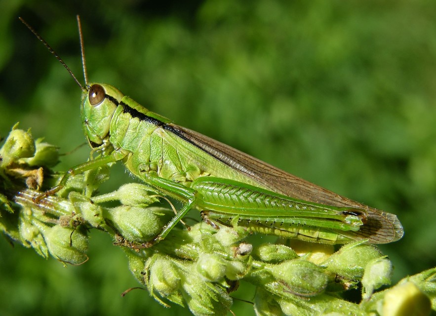 Mecostethus parapleurus - hagymazöld sáska