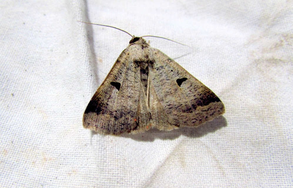 Lygephila lusoria - nagy csüdfűbagoly