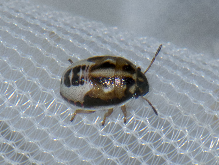 Neottiglossa Neottiglossa