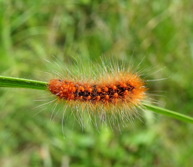 Acronicta auricoma - aranyos szigonyosbagoly