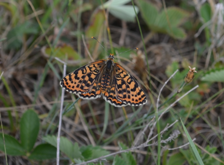 Melitaea didyma - tüzes tarkalepke