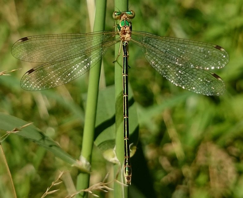 Lestes barbarus - foltosszárnyjegyű rablószitakötő