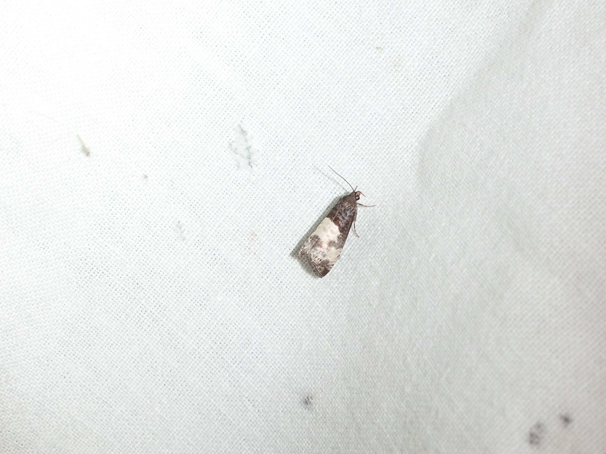 Olethreutinae