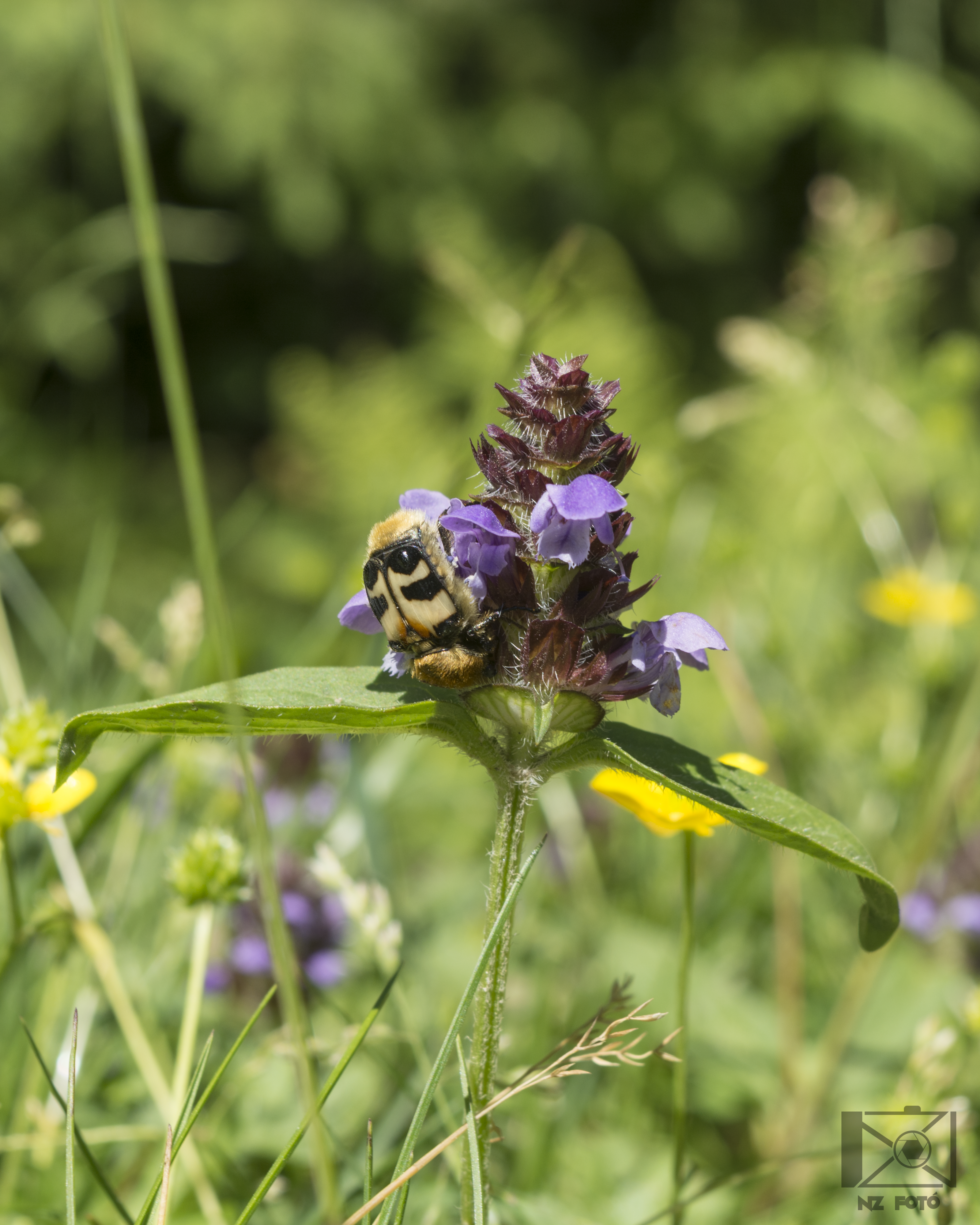 Trichius fasciatus - nyugati prémesbogár